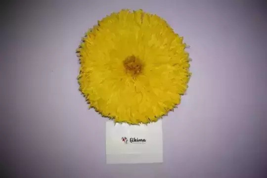Juju hat 80cm