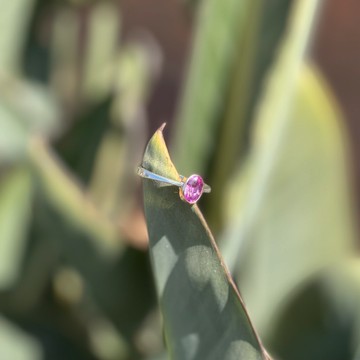 Sapphire Ring