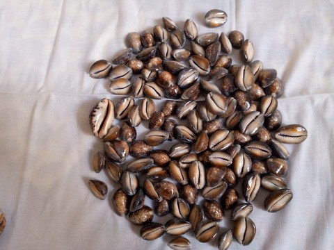 Craft material/ cowrie shells for jewelry making/ beauty decorations