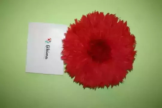 Juju hat de 50cm